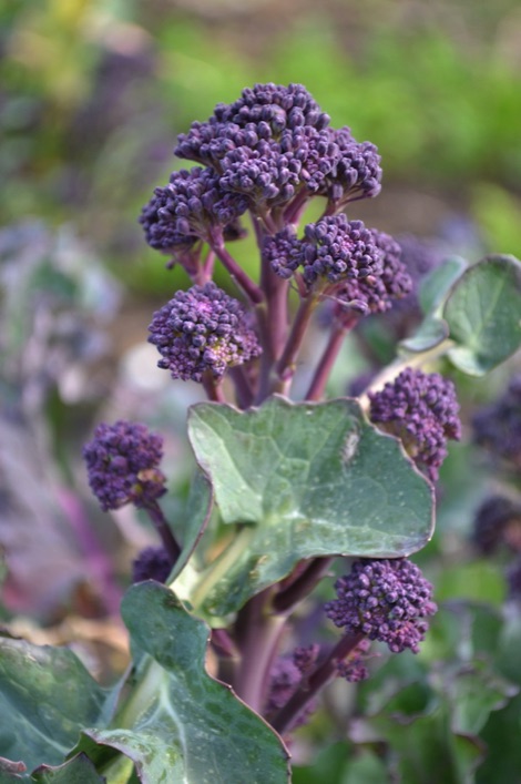 purple sprouting broccoli